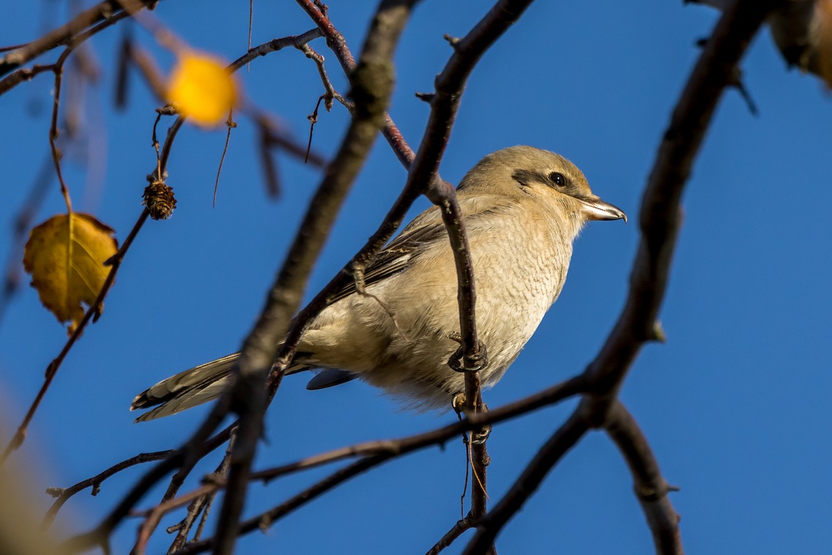 Northern Shrike - ML505918451