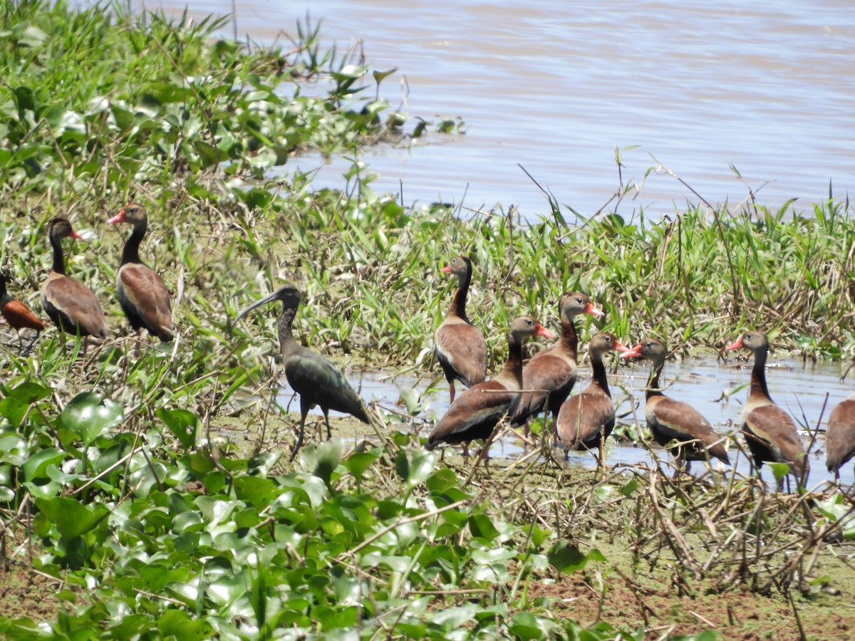 Black-bellied Whistling-Duck - Silvia Enggist