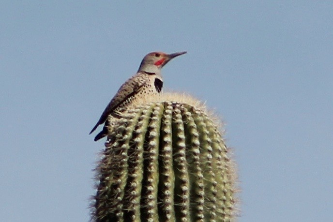 Gilded Flicker - ML50591911