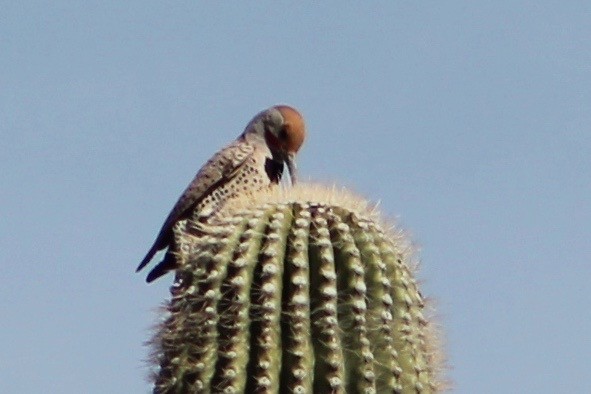 Gilded Flicker - ML50591921