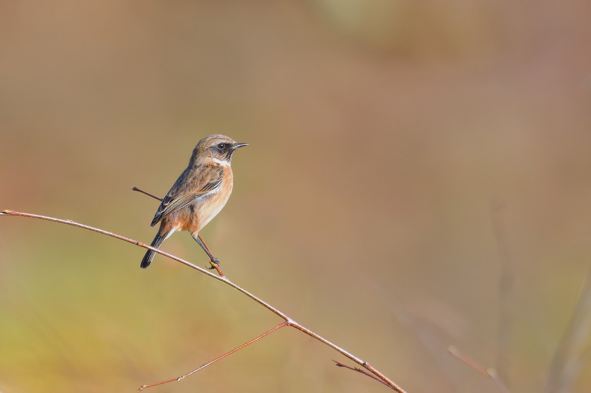 European Stonechat - ML505919601