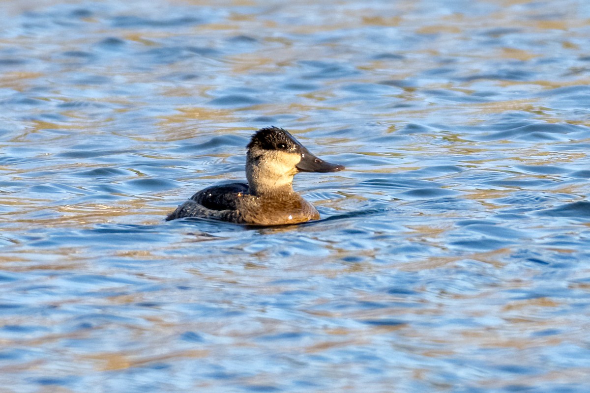 Érismature rousse - ML505920161