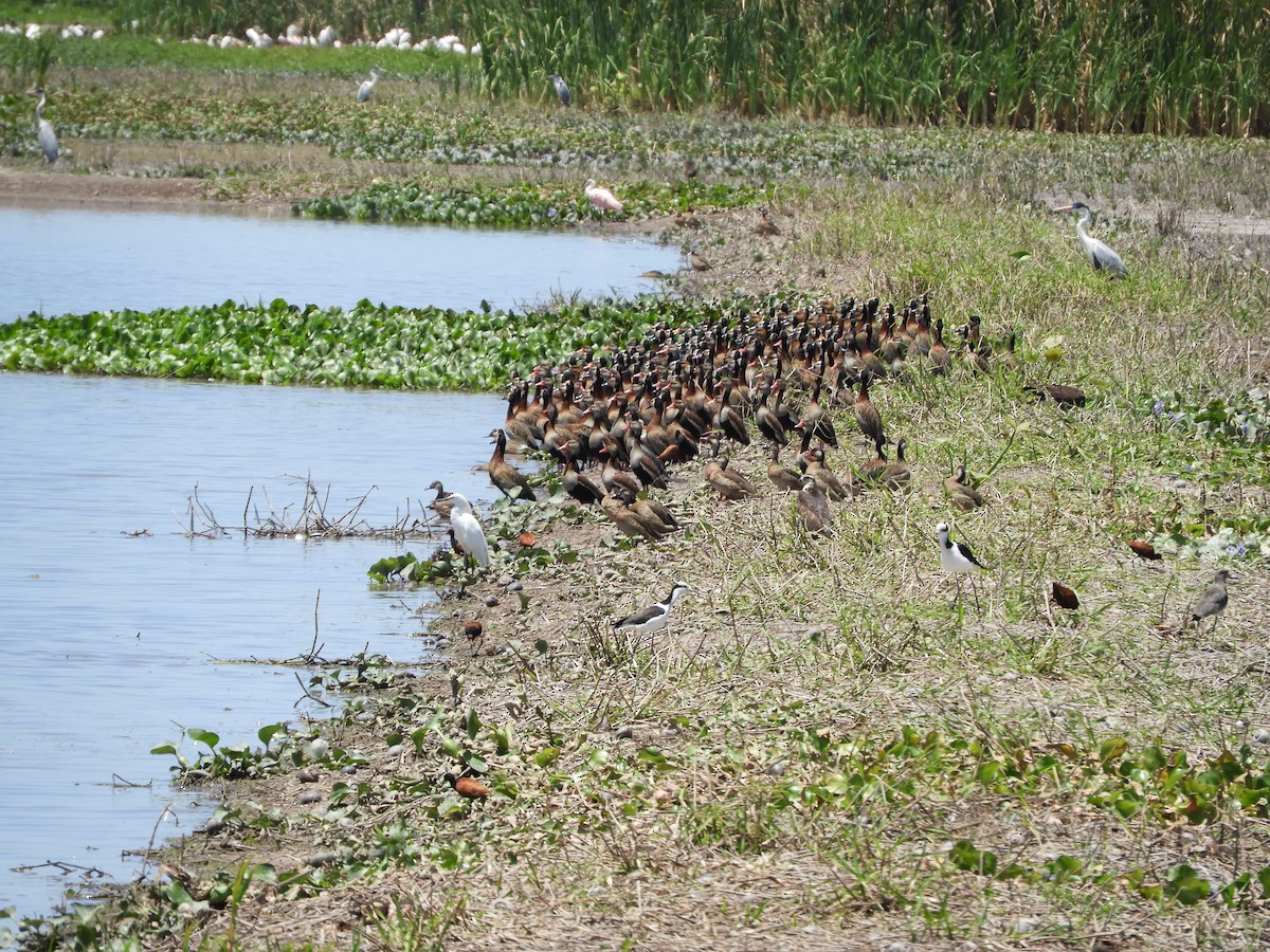 Black-bellied Whistling-Duck - Silvia Enggist