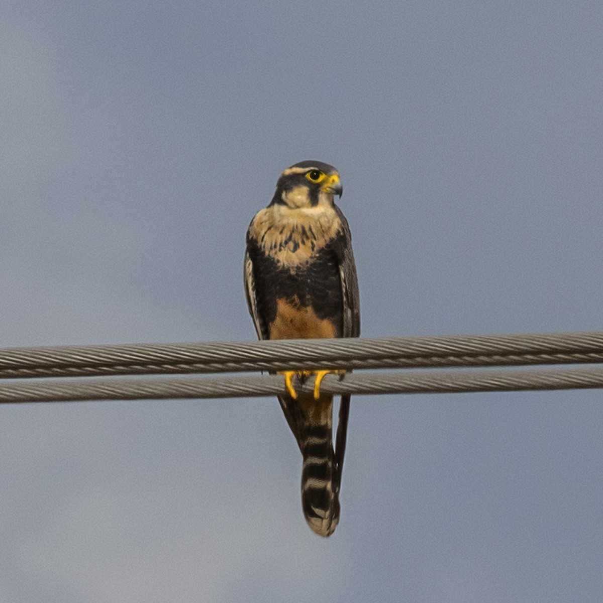 Aplomado Falcon - ML505920831