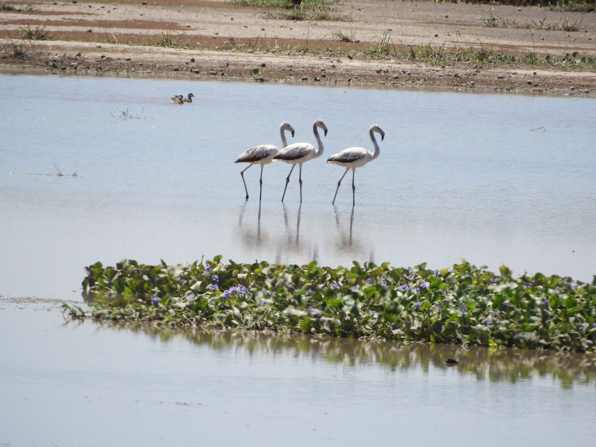 Chilean Flamingo - ML505920871