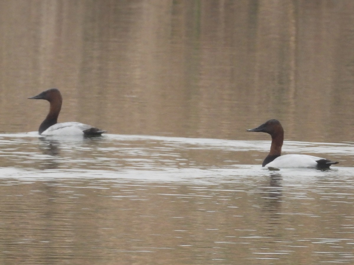 Canvasback - ML505921651