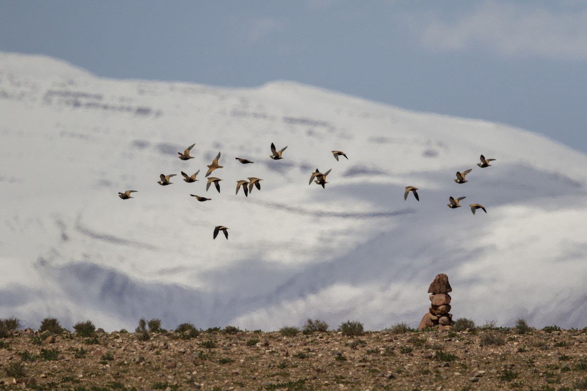 Black-bellied Sandgrouse - Wojciech Janecki