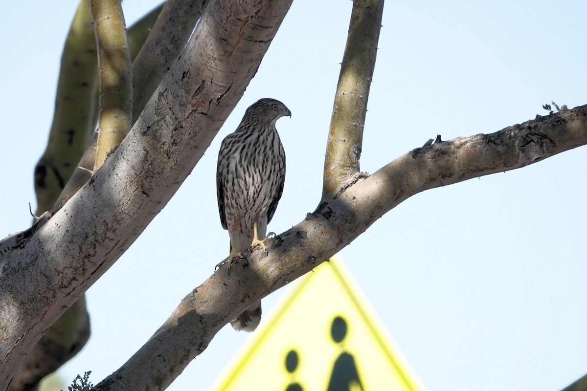 Cooper's Hawk - ML505924291