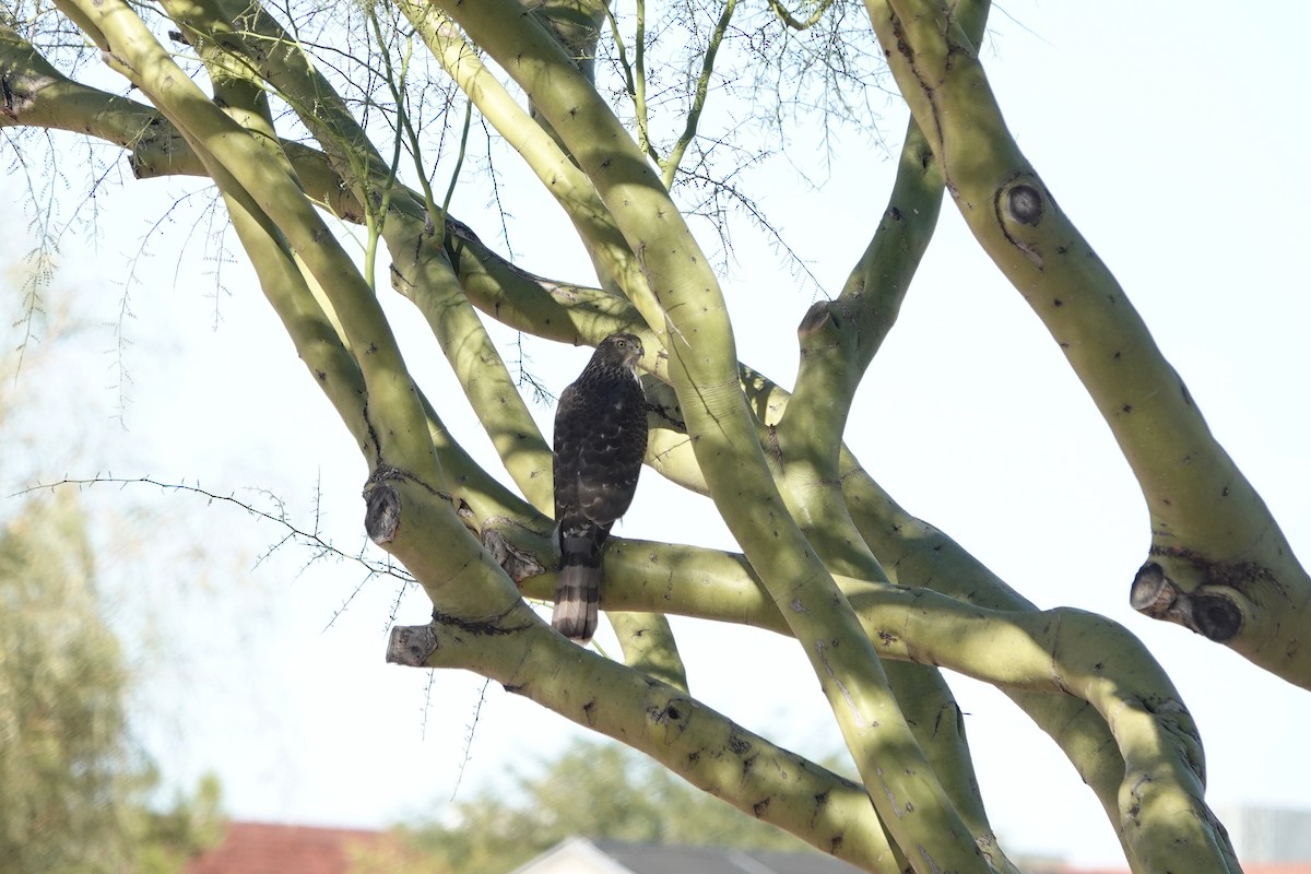 Cooper's Hawk - Diana Spangler