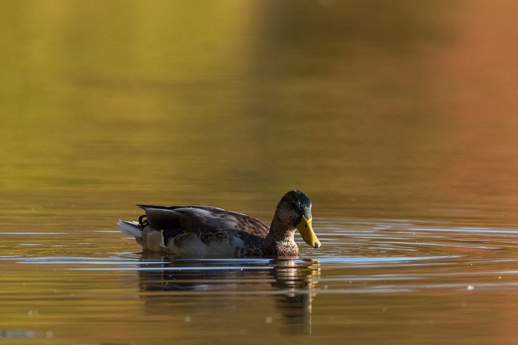 Mallard - ML505924571