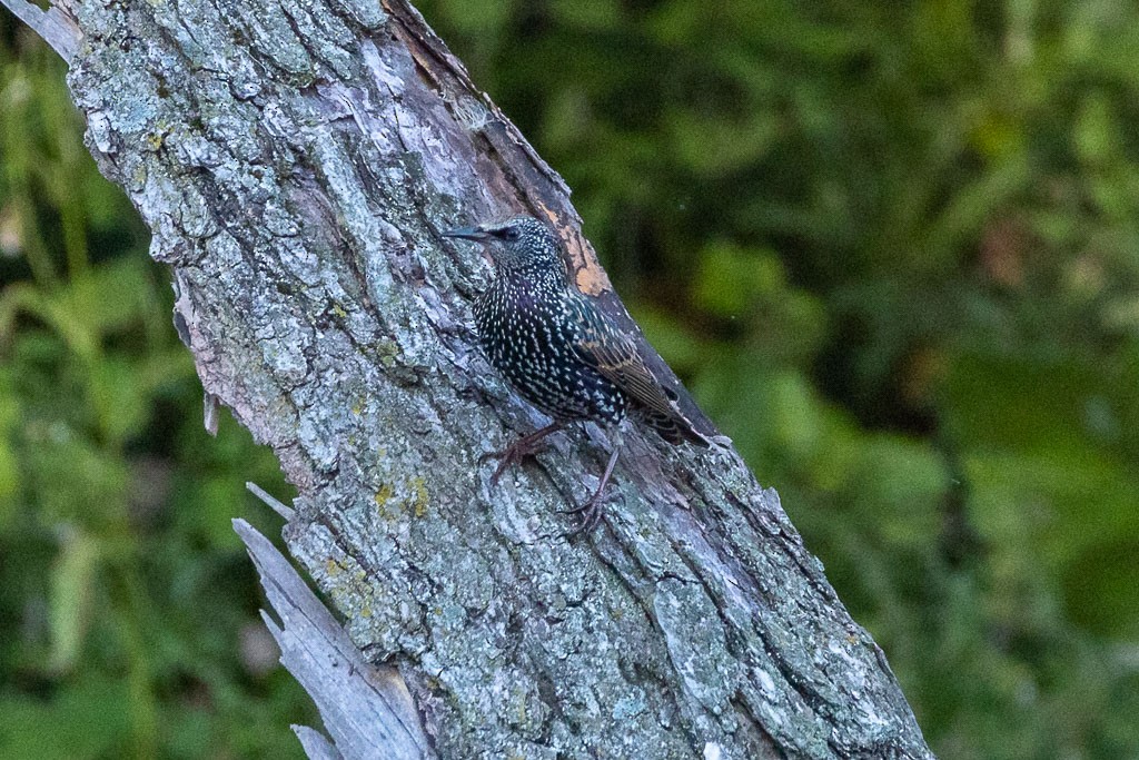 European Starling - ML505924681