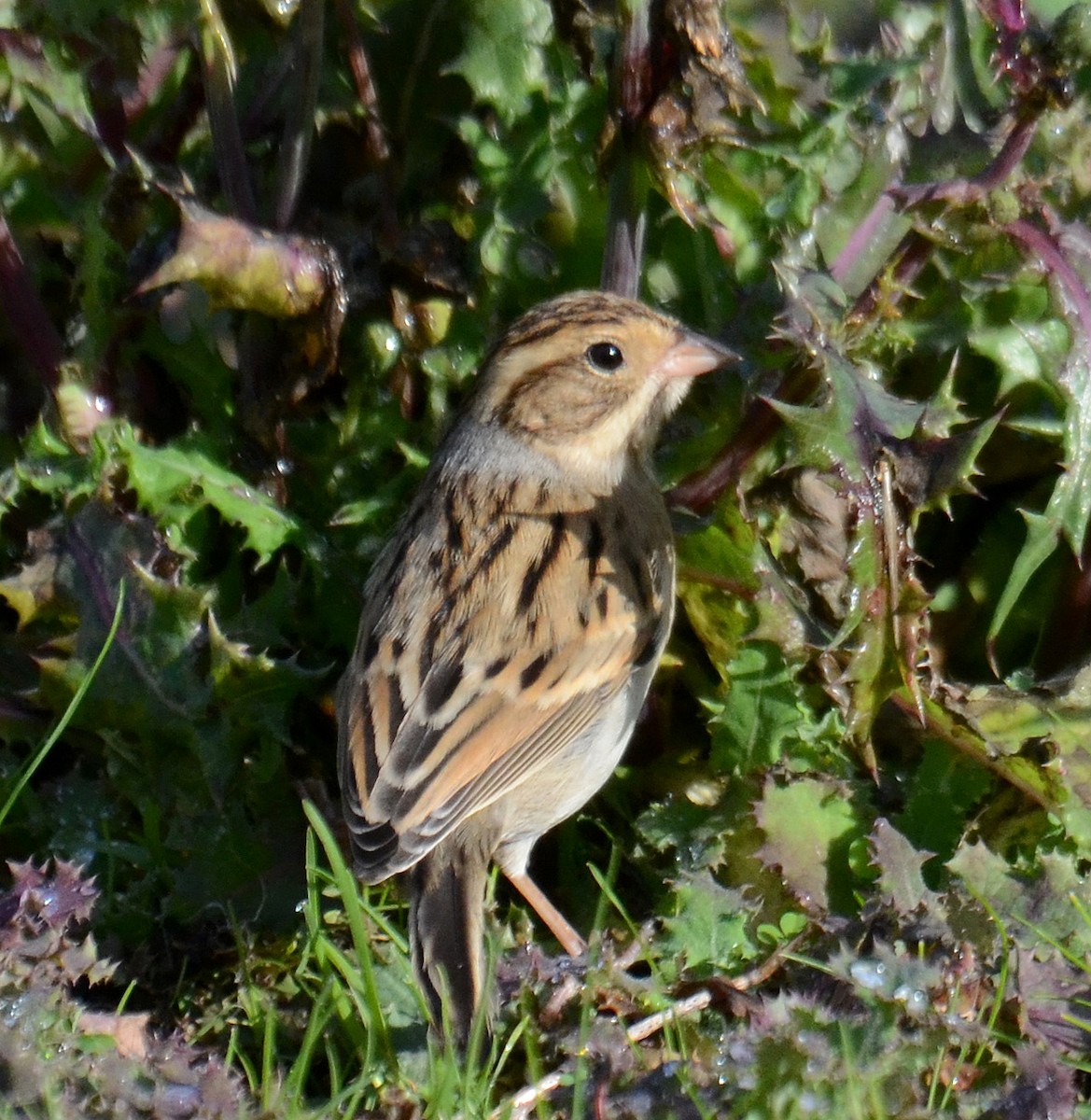 Clay-colored Sparrow - ML50592481