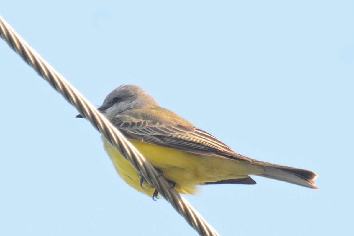 Tropical Kingbird - ML50592551