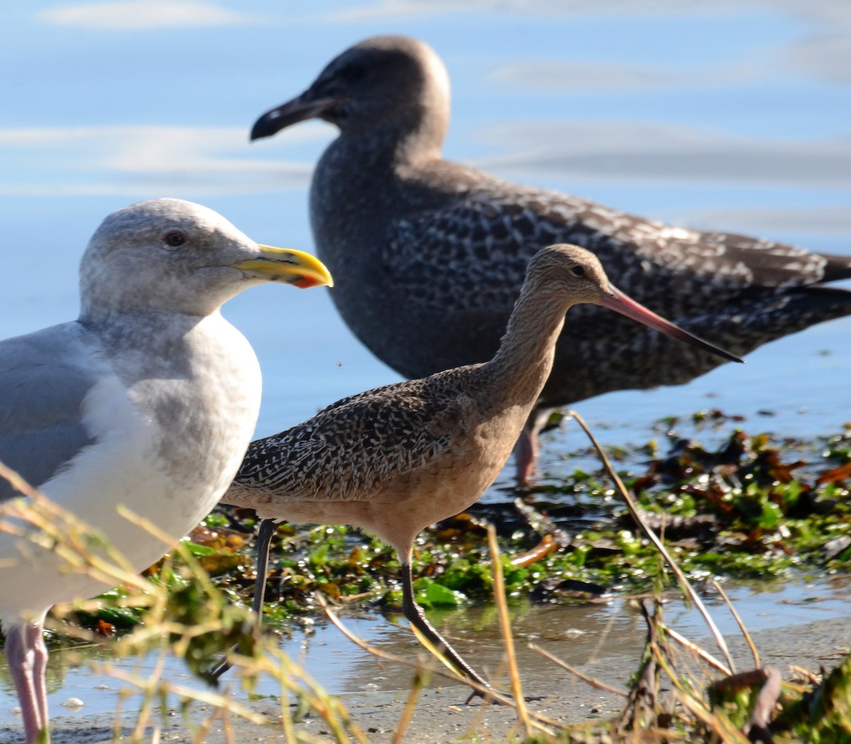 Marbled Godwit - ML50592681