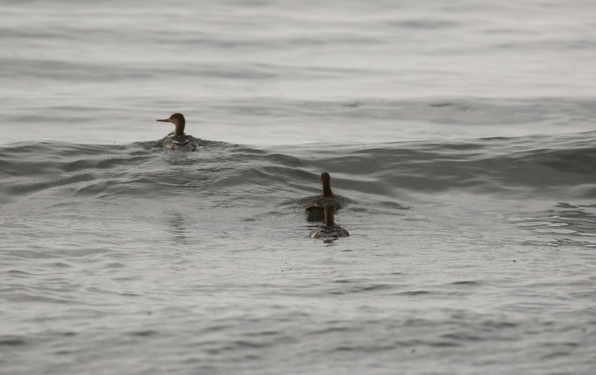 Red-breasted Merganser - ML505926871