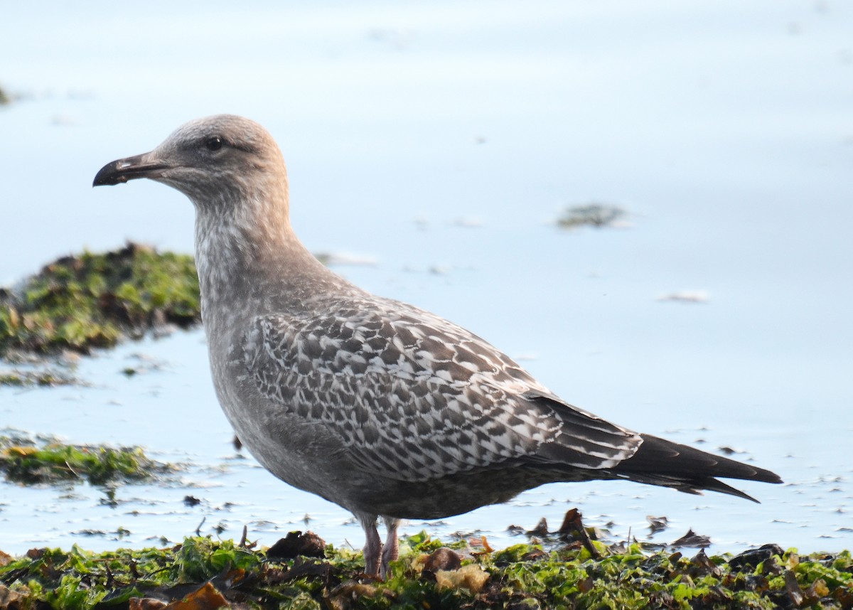 Herring Gull - ML50592751