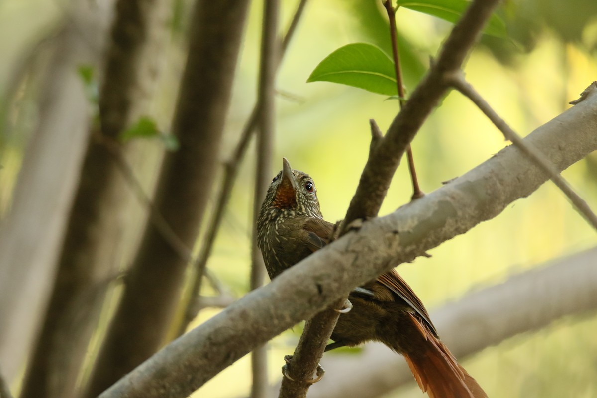 Orinoco Softtail - Alejandro Pinto_TanagerPhotoTours