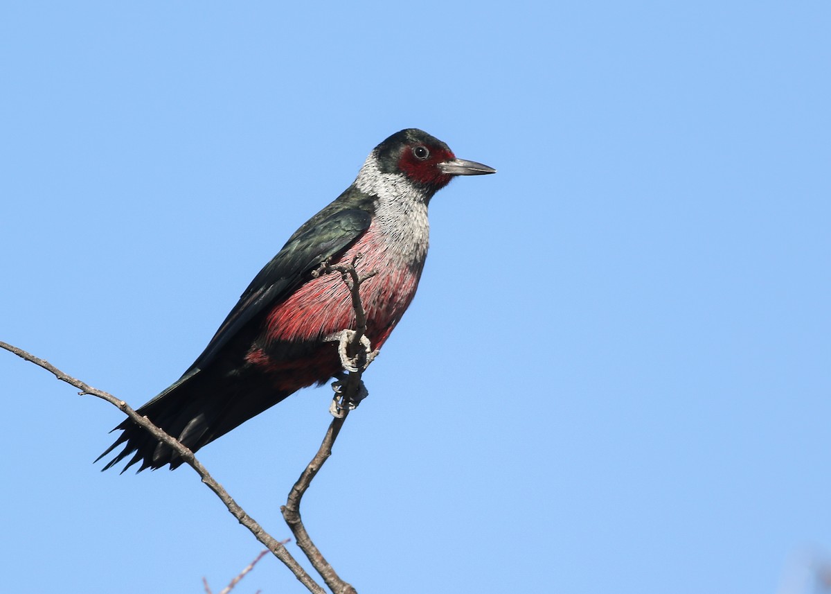 Lewis's Woodpecker - ML505928281