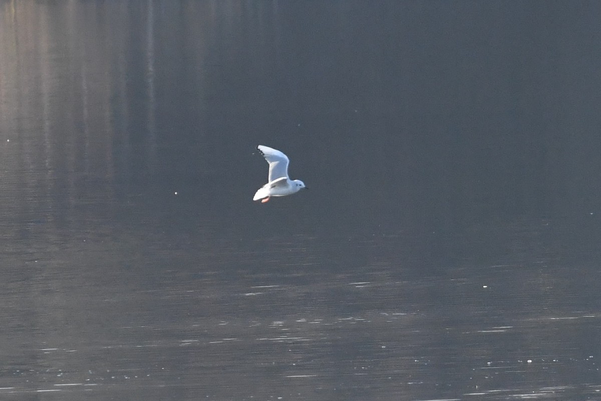 Bonaparte's Gull - ML505928601