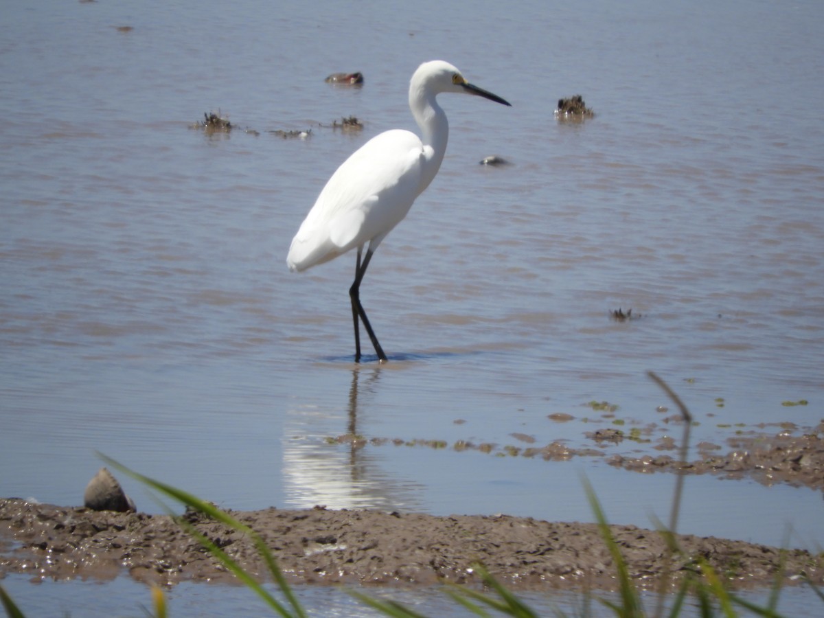 Snowy Egret - Silvia Enggist