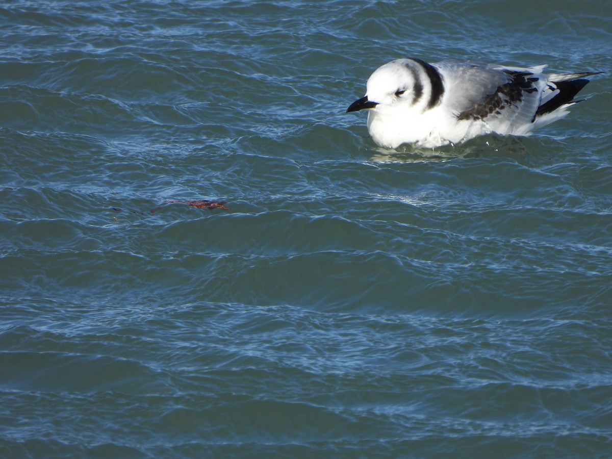 Black-legged Kittiwake - Marcie  Jacklin