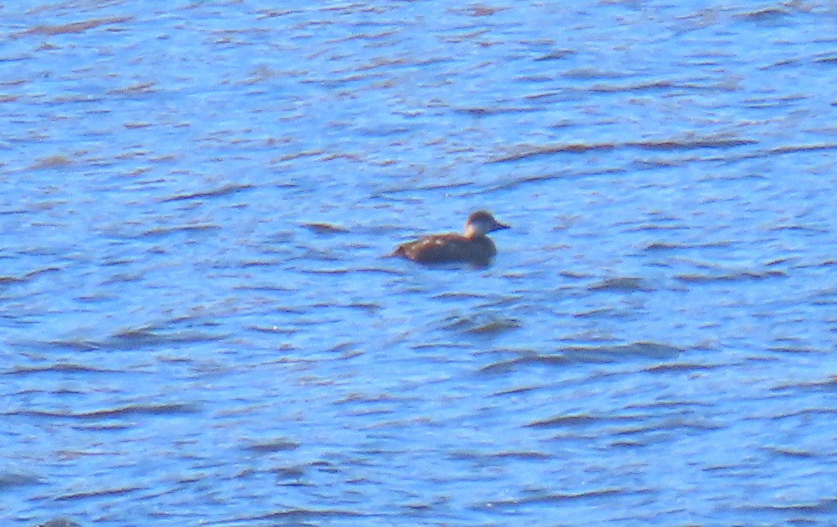 Black Scoter - ML505929891