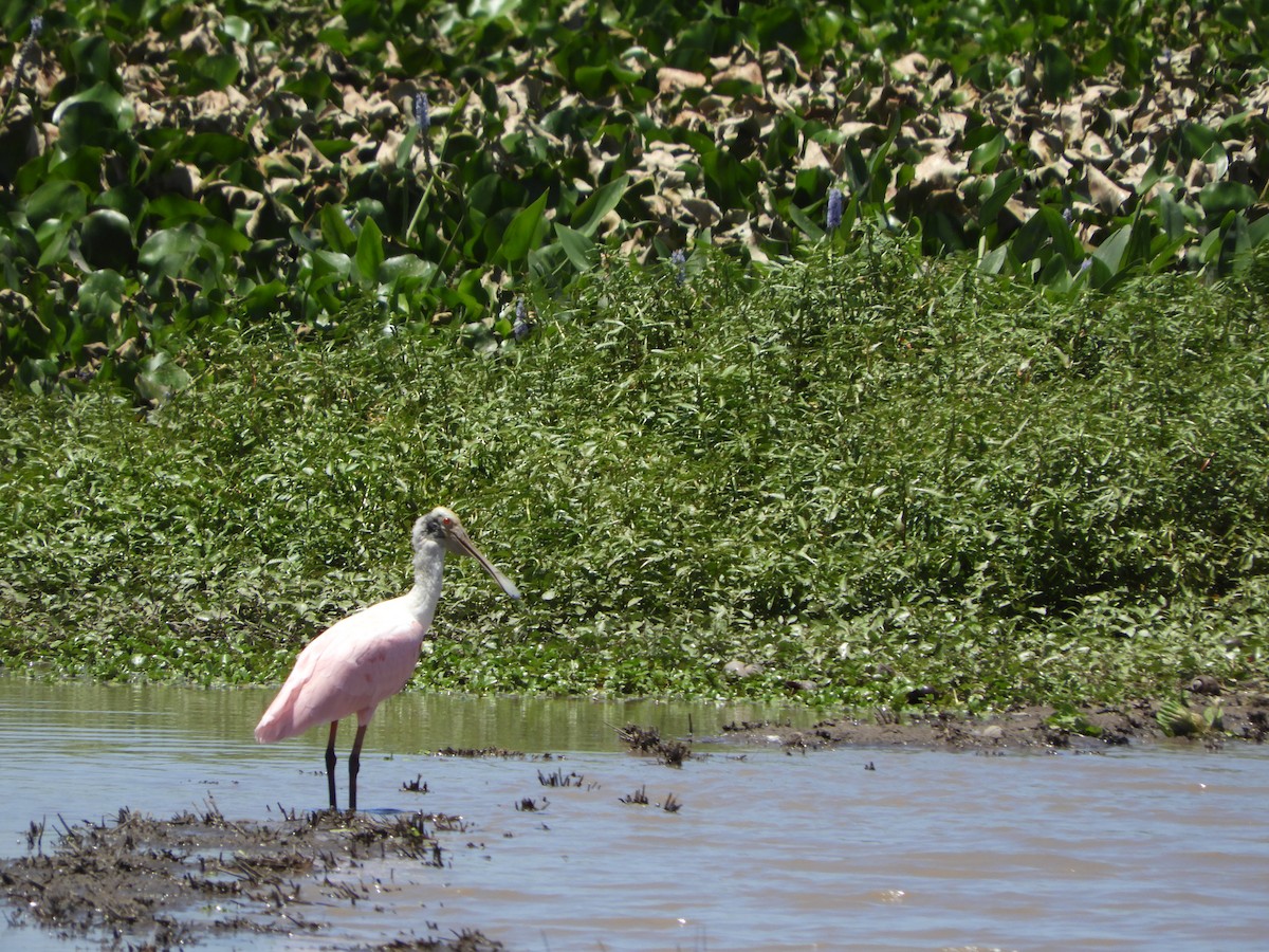 Roseate Spoonbill - ML505929901