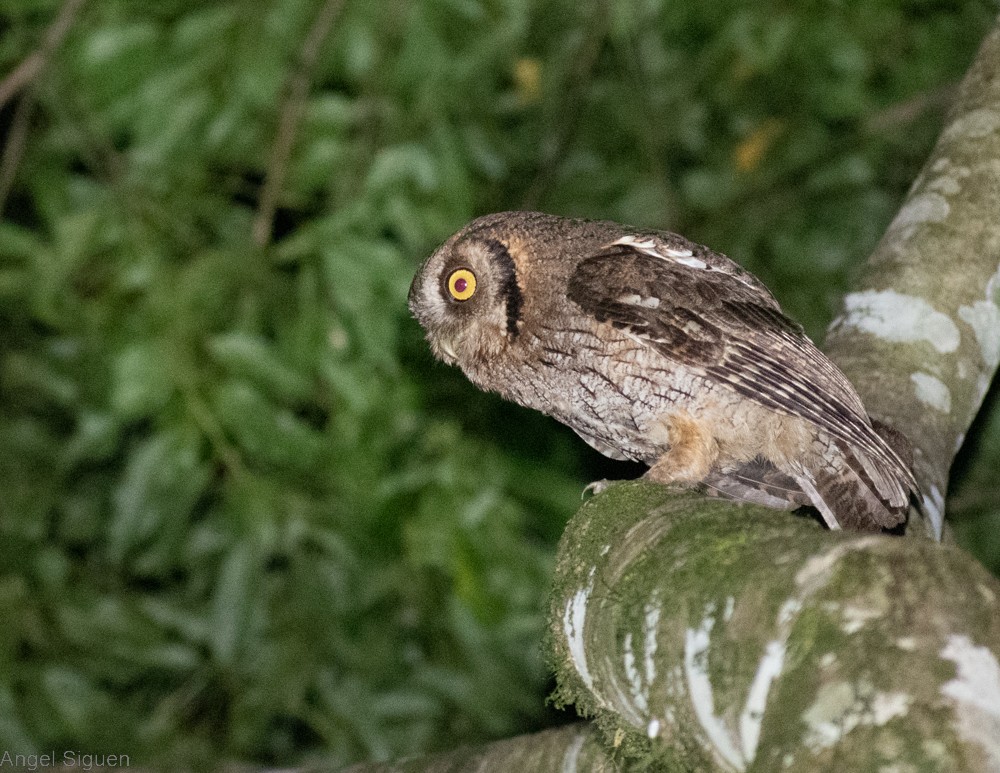 Tropical Screech-Owl - ML505930231