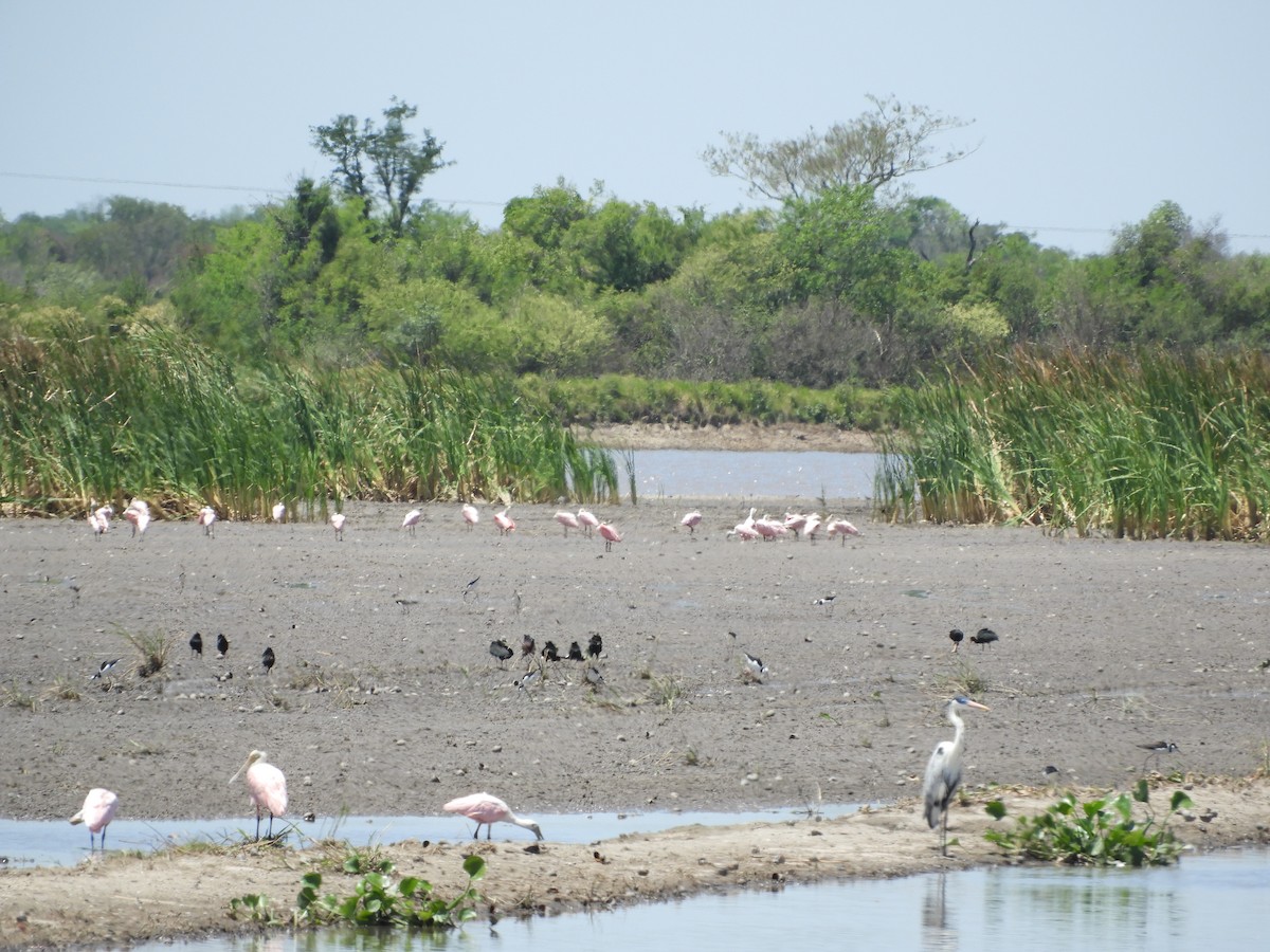 Roseate Spoonbill - Silvia Enggist