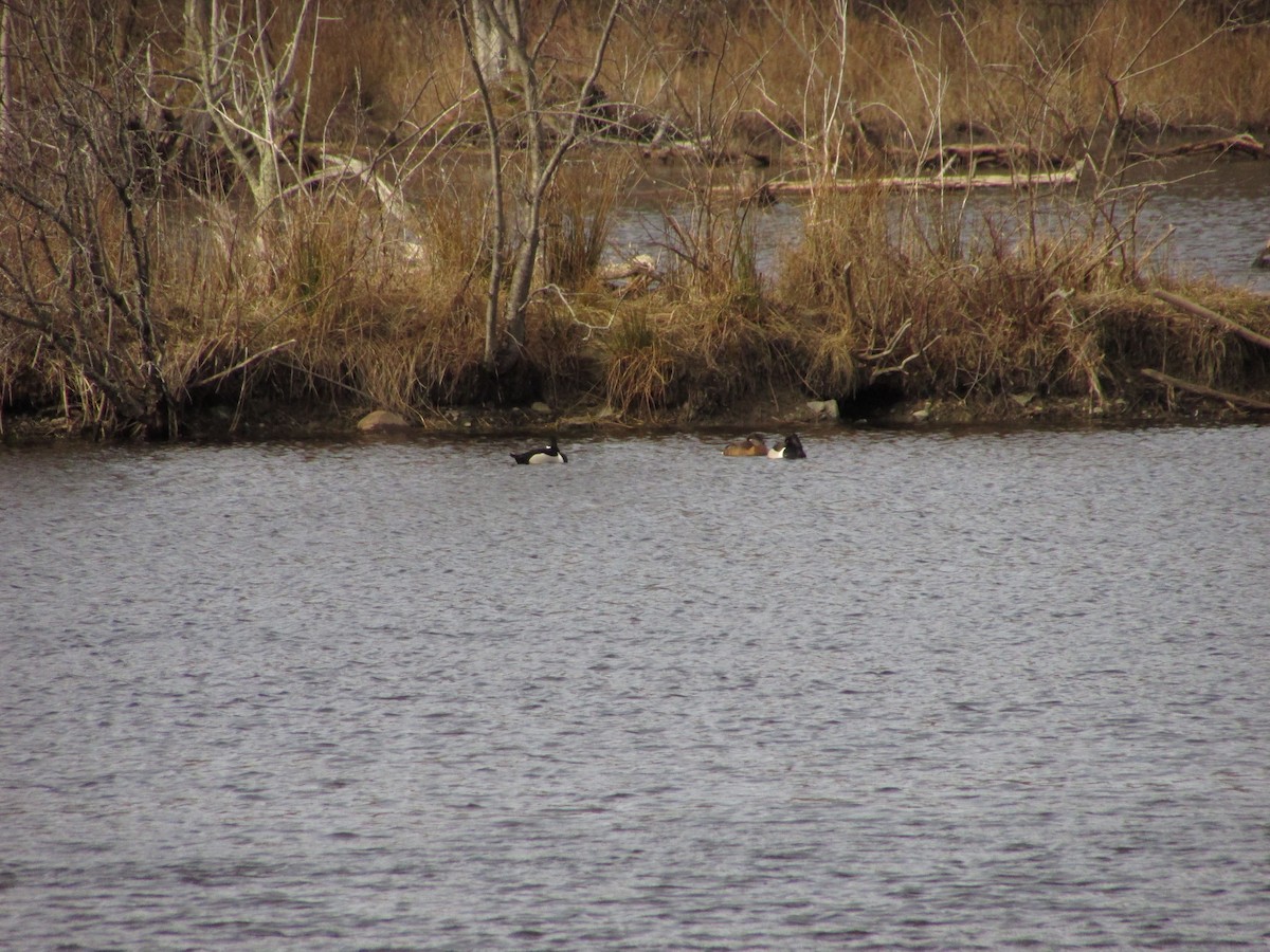 Ring-necked Duck - ML50593141