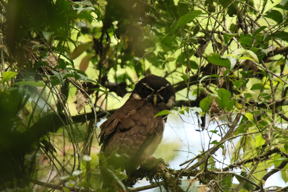 Spectacled Owl - ML505932151