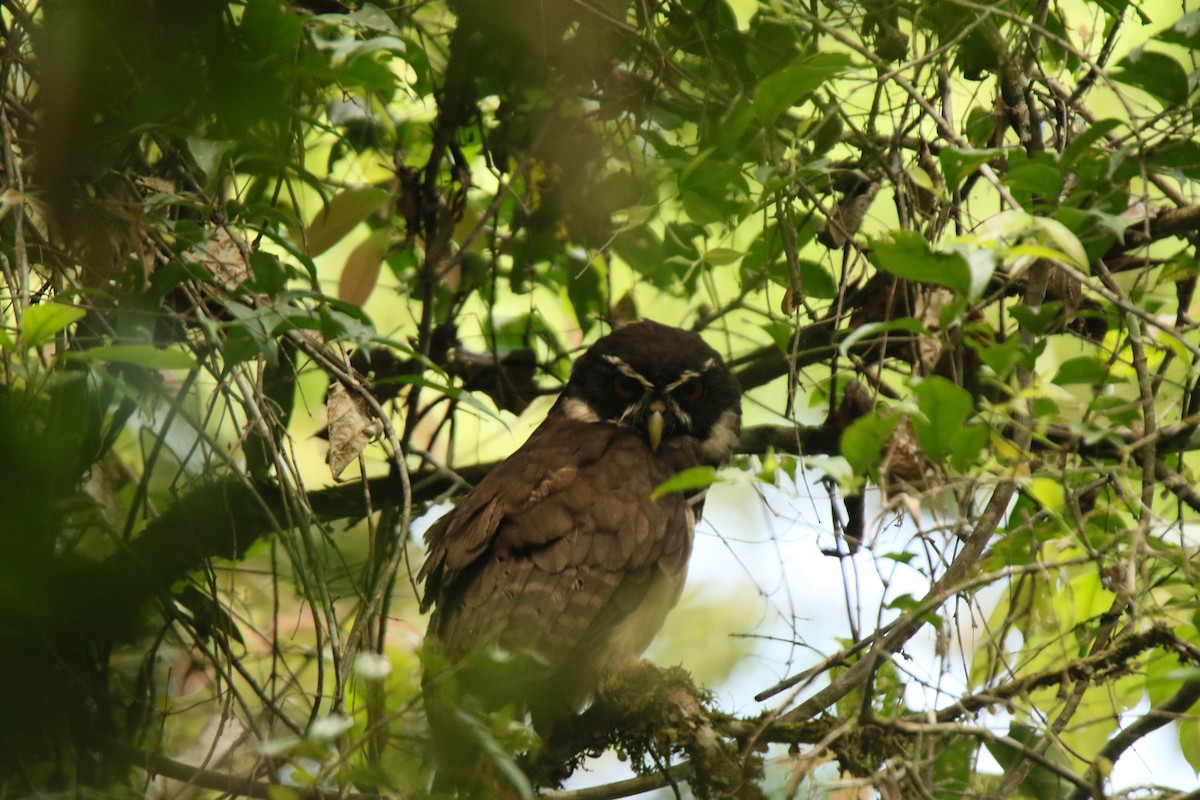 Spectacled Owl - ML505932161