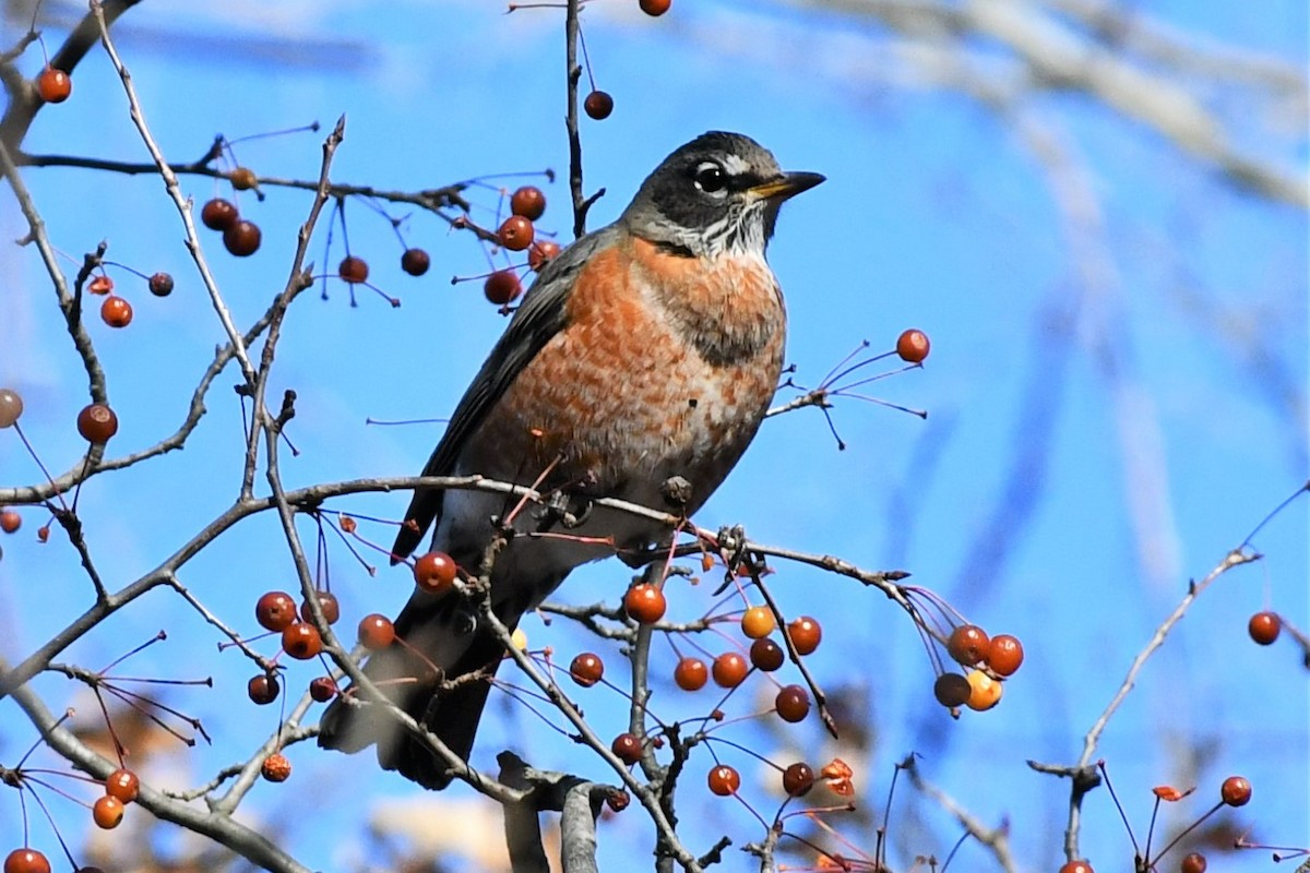 American Robin - ML505932381