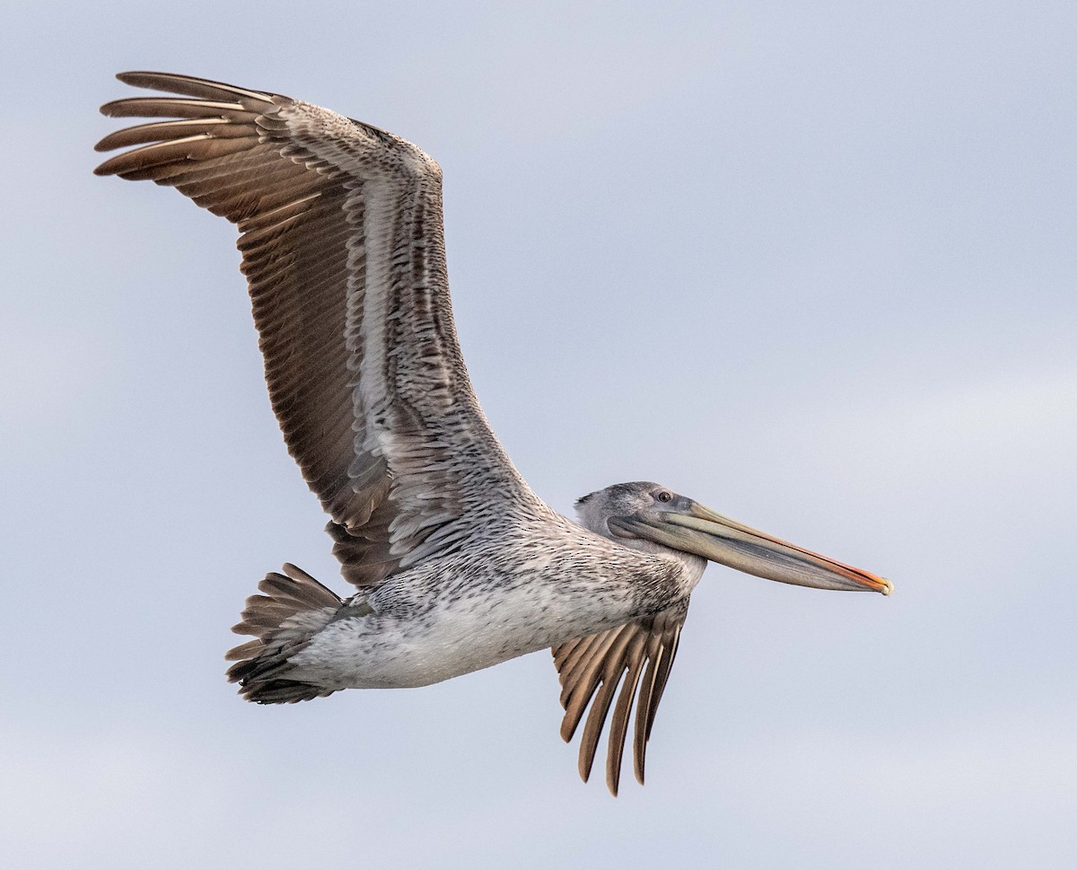 Brown Pelican - ML505933101