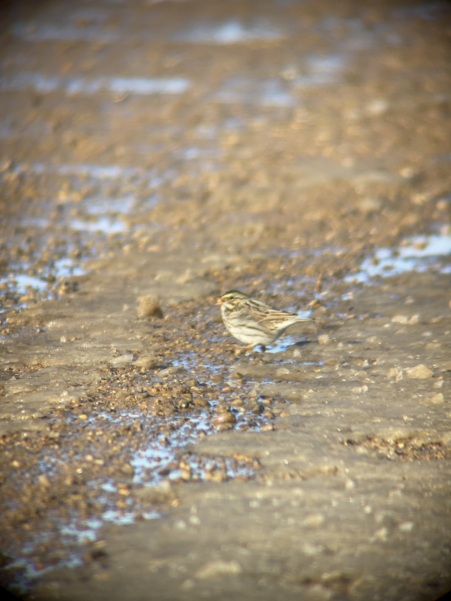Savannah Sparrow - ML505933311