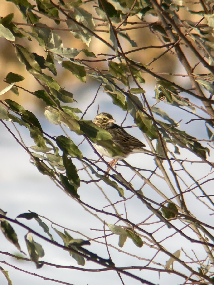 Savannah Sparrow - ML505933321