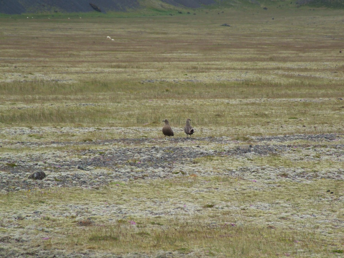 Great Skua - Rik Feije