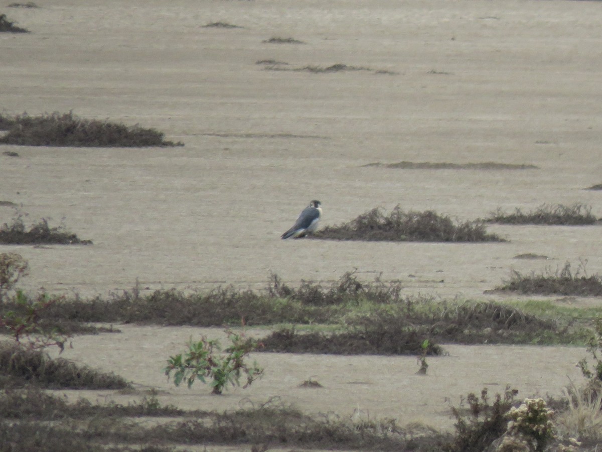 Peregrine Falcon - Port of Baltimore