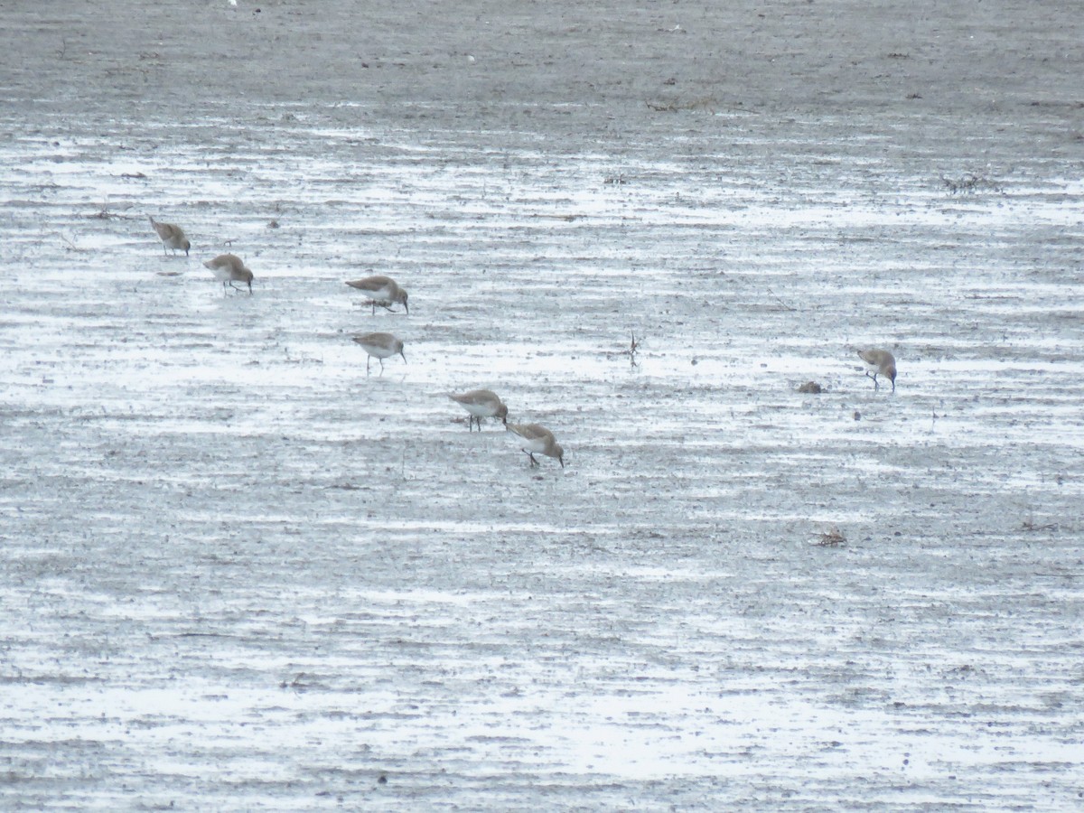 Dunlin - Port of Baltimore