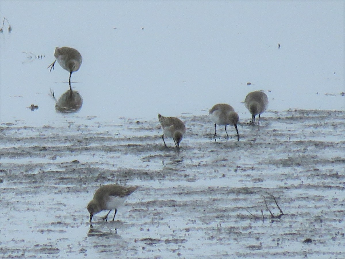 White-rumped Sandpiper - ML505933941