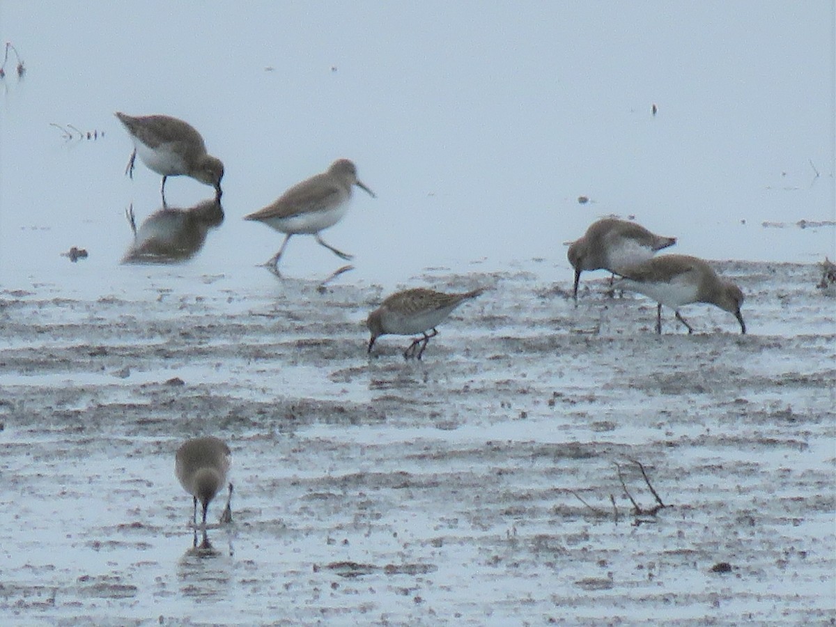 Weißbürzel-Strandläufer - ML505933951