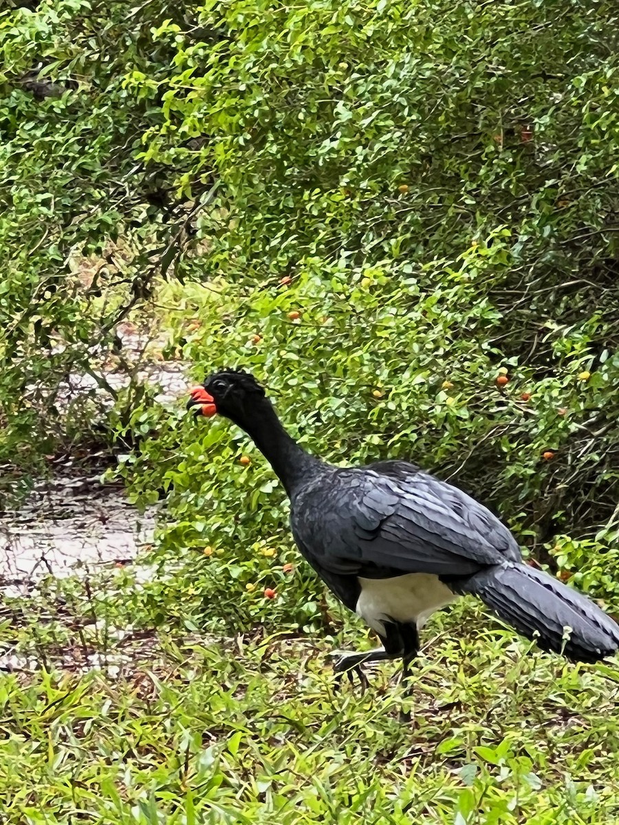 Red-billed Curassow - Mark Welford