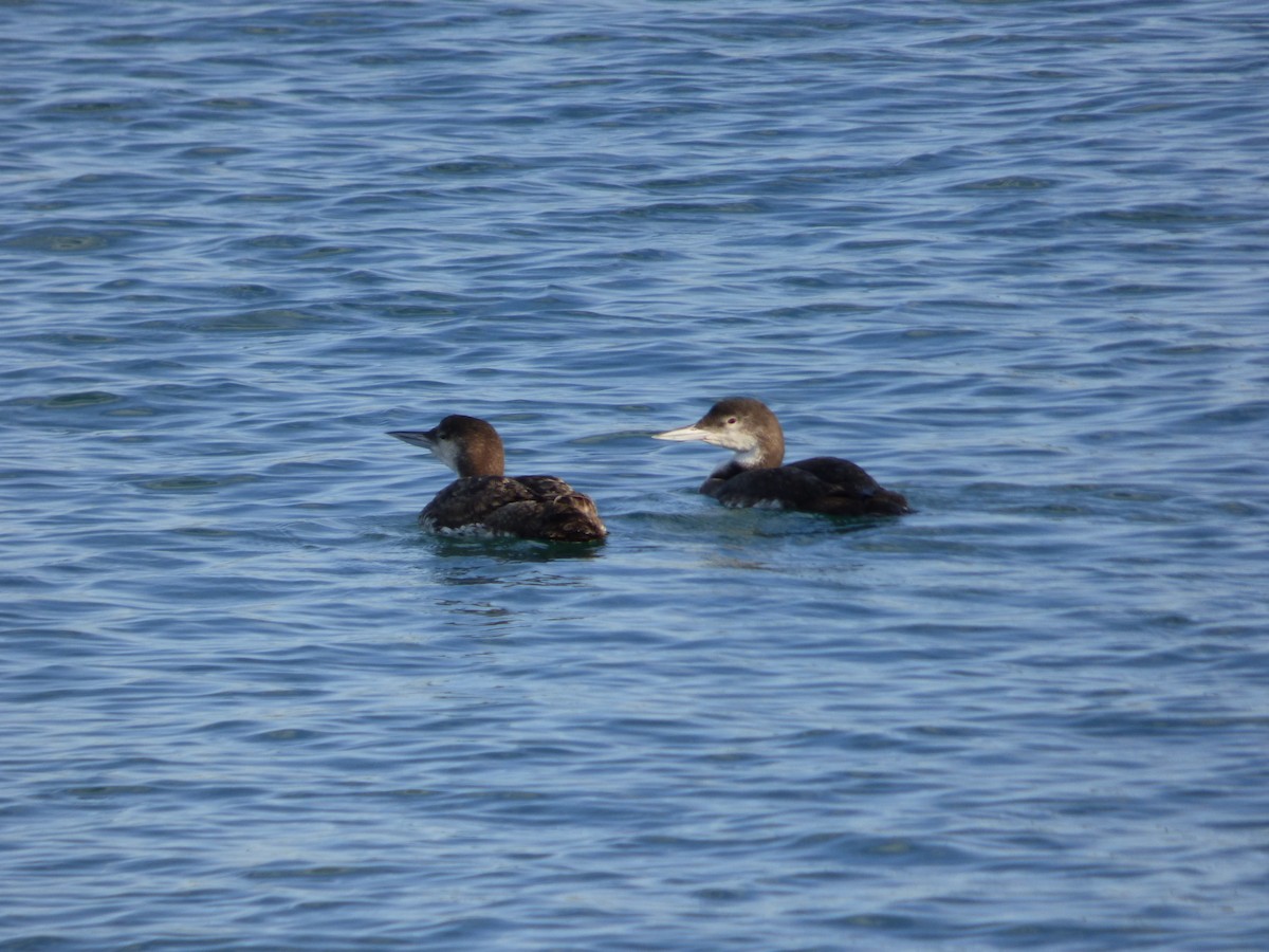 Common Loon - ML505936421