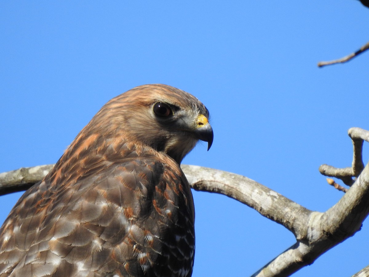 Red-shouldered Hawk - ML505936581