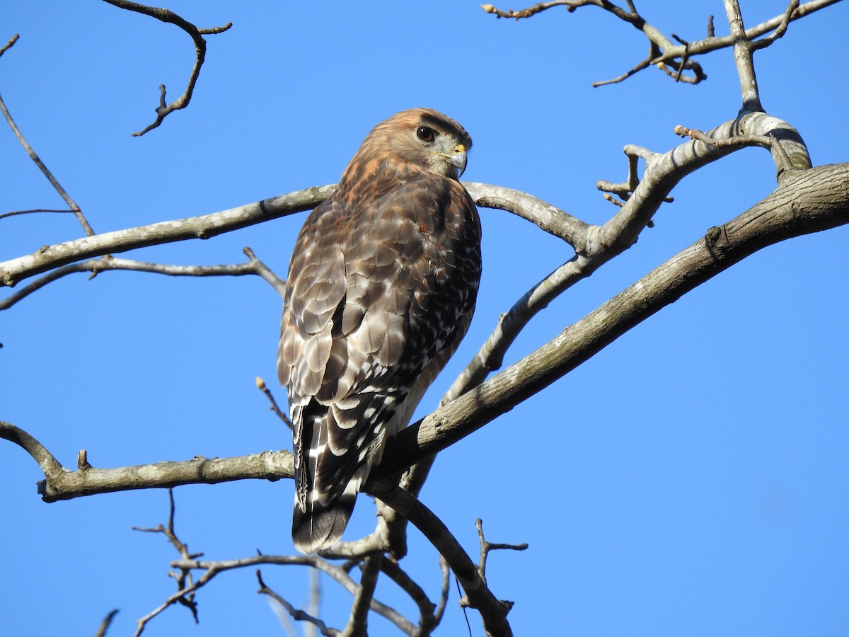 Red-shouldered Hawk - ML505936591