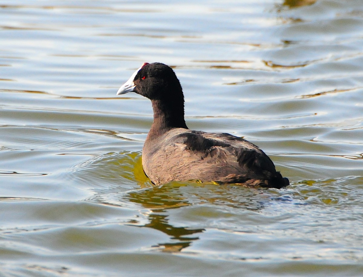 Red-knobbed Coot - ML505936881