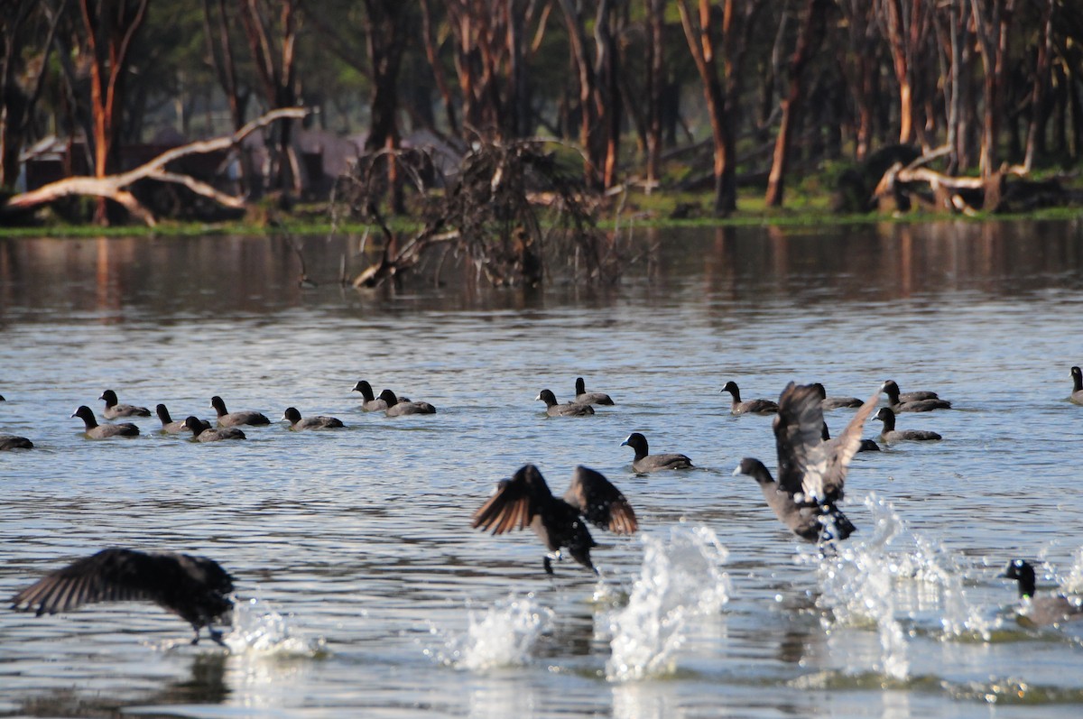 Red-knobbed Coot - ML505936891