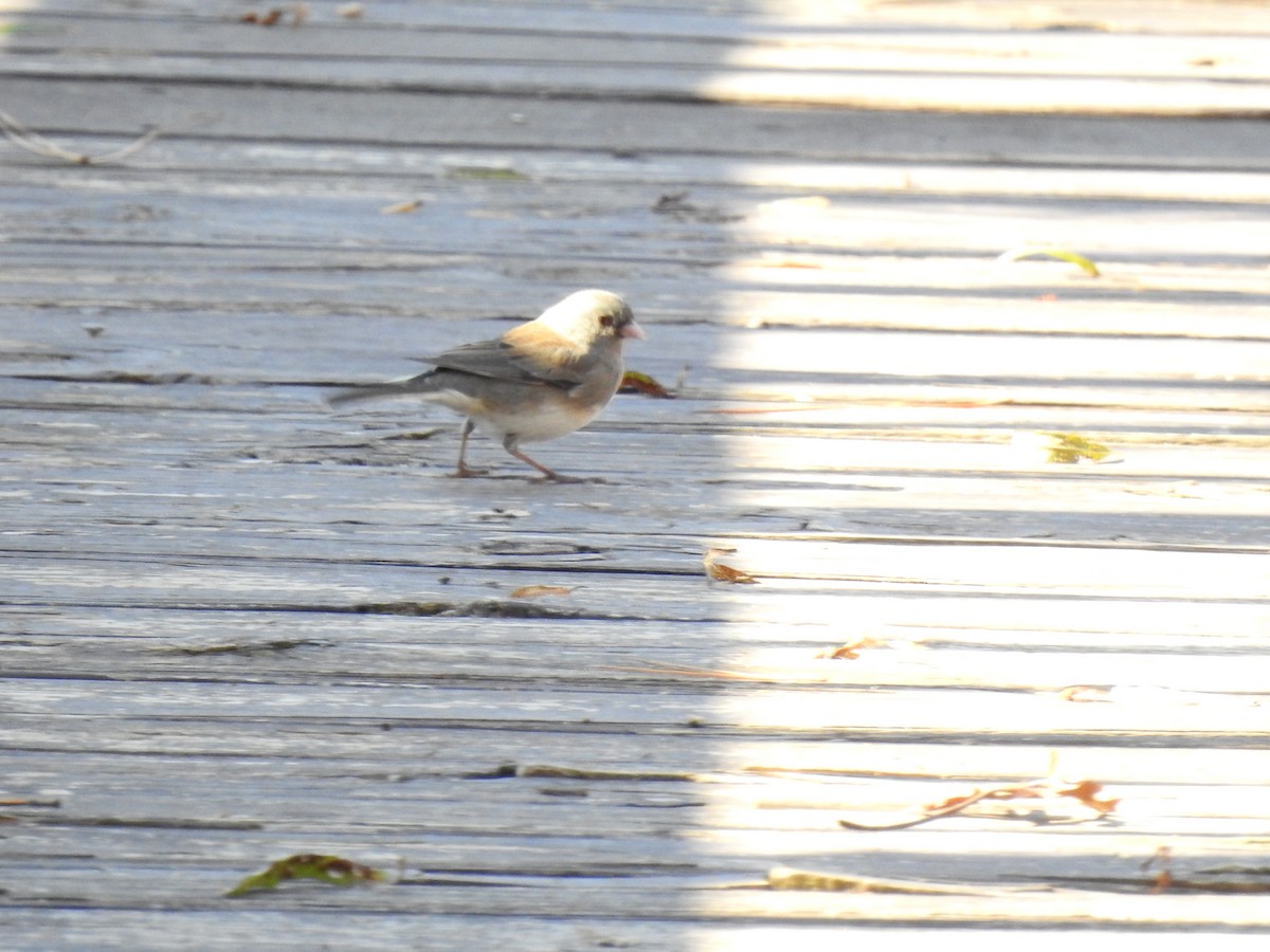 Dark-eyed Junco - ML505936931