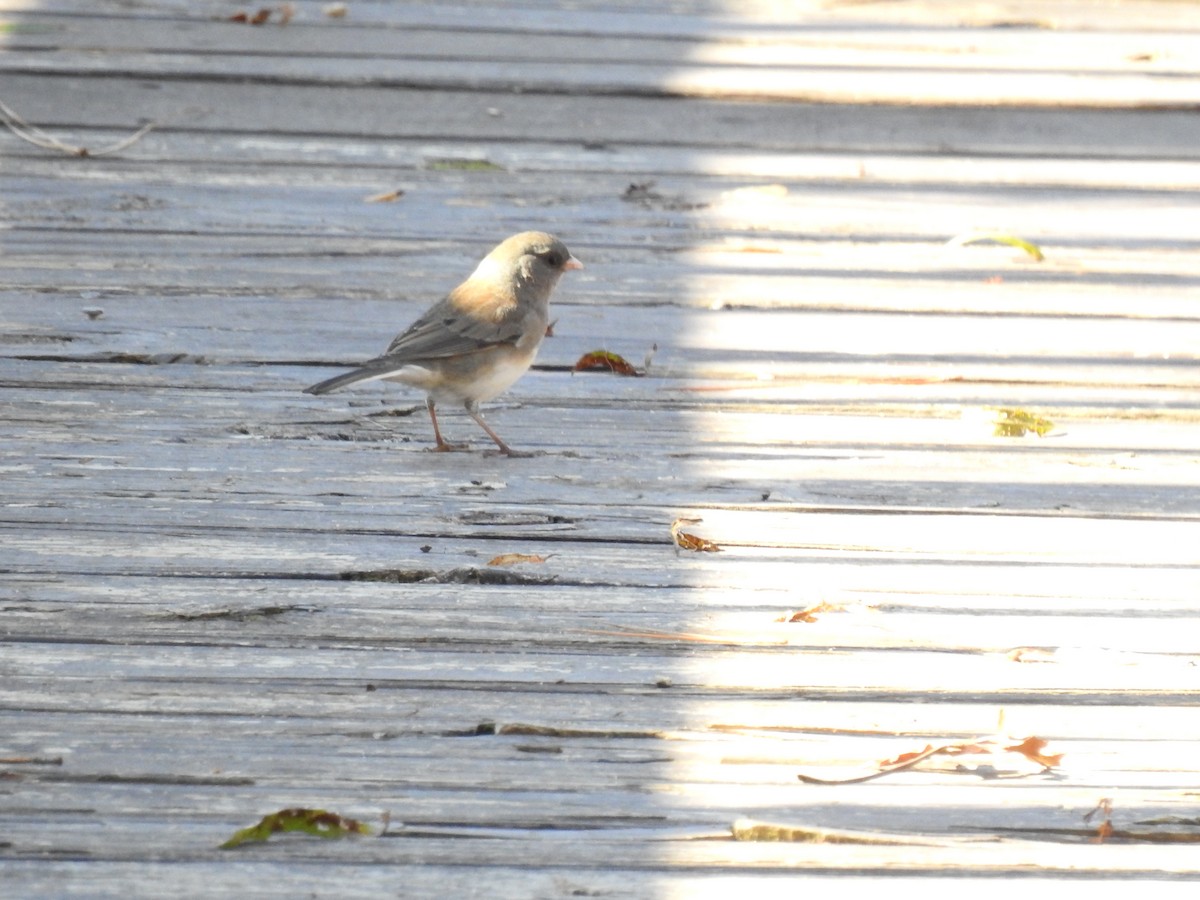 Dark-eyed Junco - ML505936941