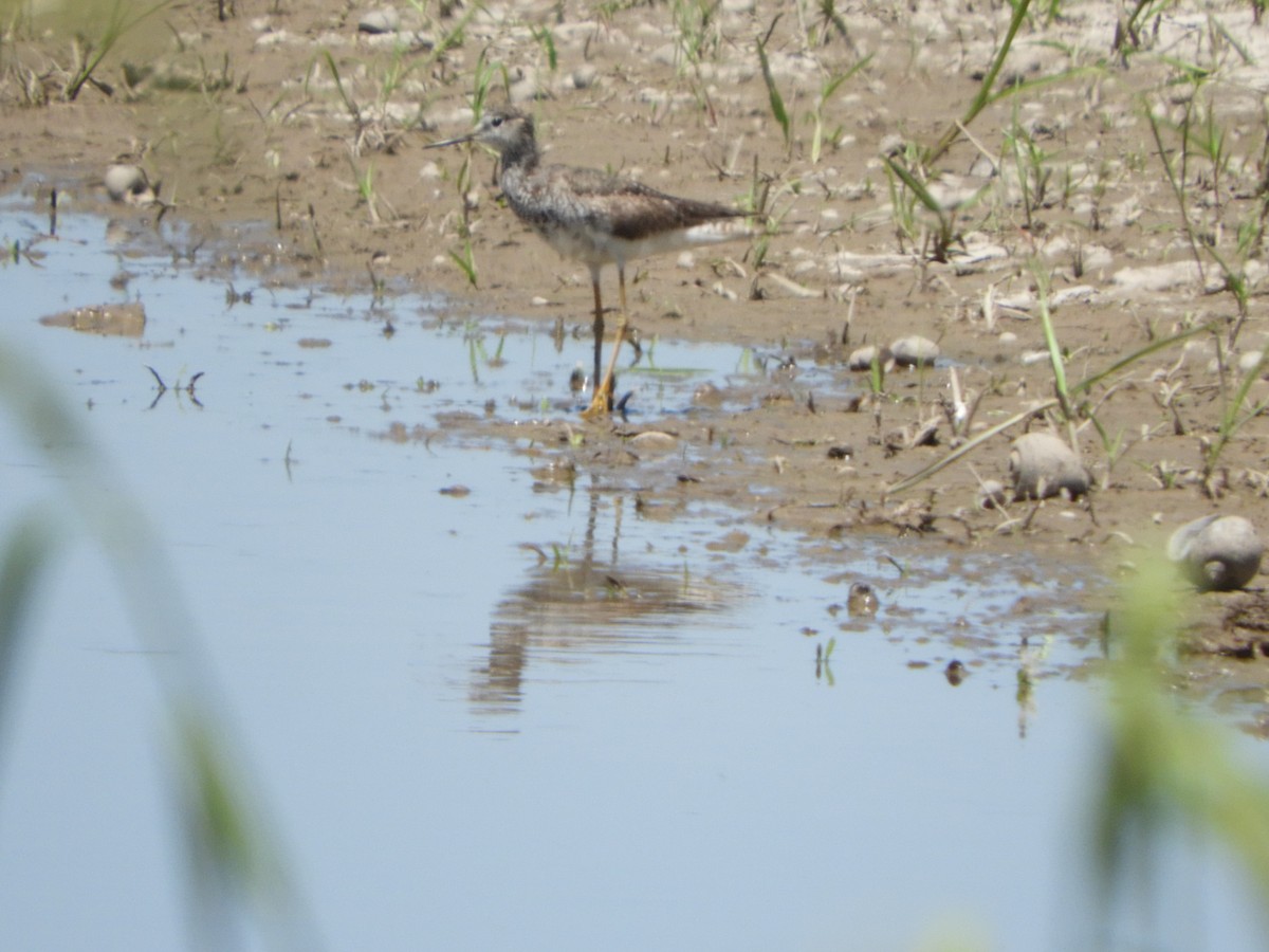 Greater Yellowlegs - ML505937011